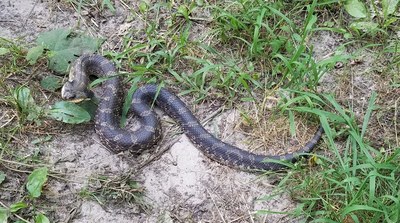 HognoseSnake