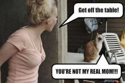 55 Funniest Cat Memes Ever 40