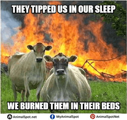 Evil Cow Memes