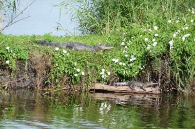 Alligators in Lake Jesup, Oviedo, Florida.