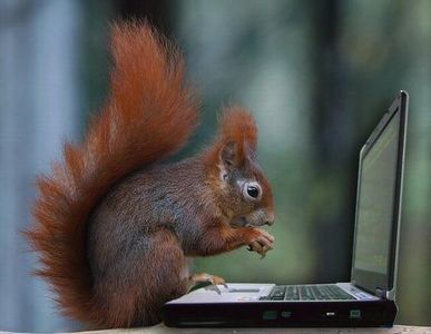 Squirrel Tech