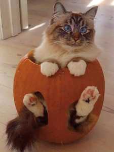 Cat in Pumpkin