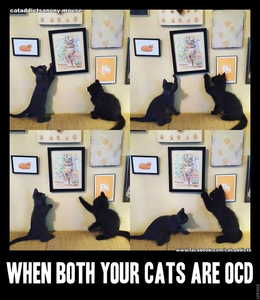 OCD Cats