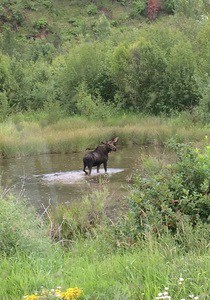 moose1