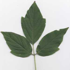 box elder leaf