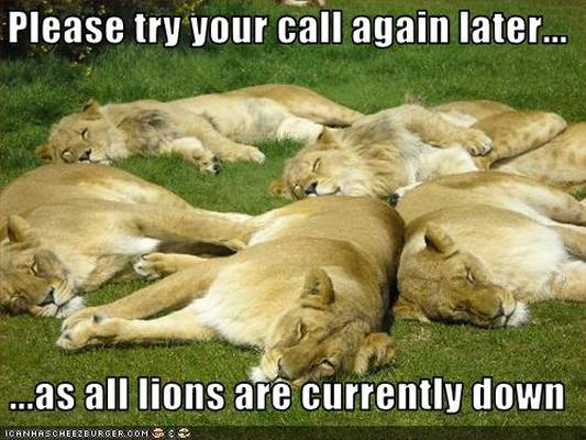 funny pictures lions are napping