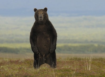 Black bear is pissed