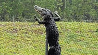 FL Gator climbs fence.jpg 39193495 ver1.0 1280 720