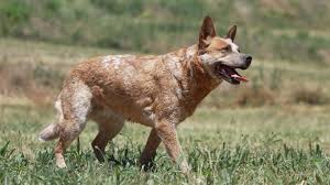 red heeler