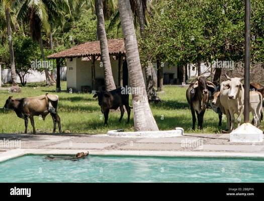 cows in the pool 2BBJPY6