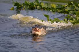 Alligators in Lake Jesup, Oviedo, Florida2