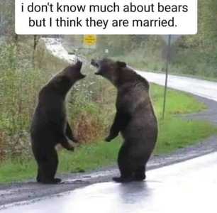 bears