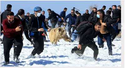 bear release