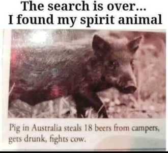 drunk pig