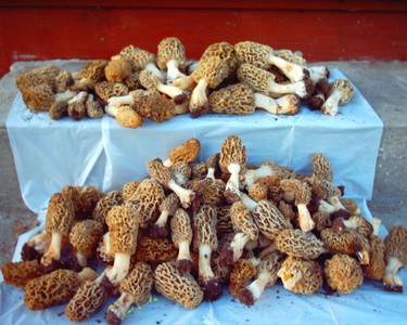 Mushrooms   107 Morels