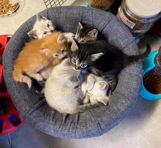 KittenBasket