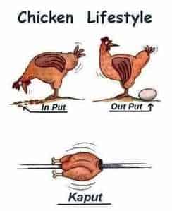 Chicken Lifestle