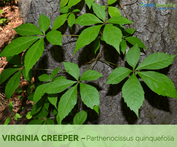 Virginia creeper 1