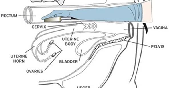 bovine ultrasound v manual palpation v blood testing min