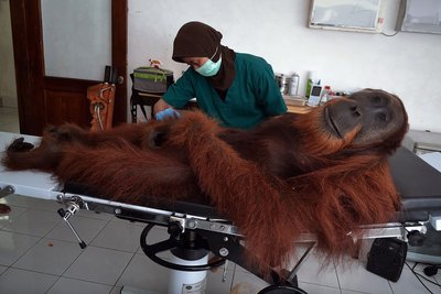 Orangutan hospital bed indonesia (1)