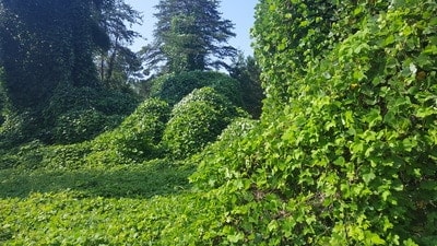 kudzu