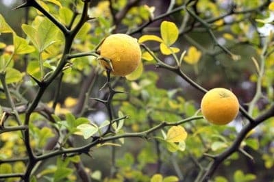 Poncirus trifoliata 7 1024x682