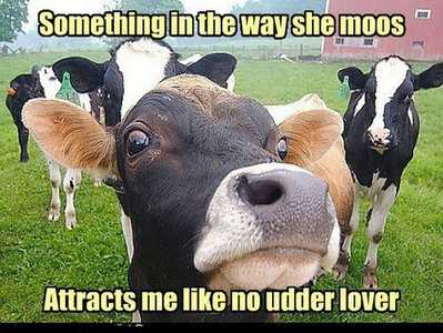 Cow Memes Something in the way she moos attracts