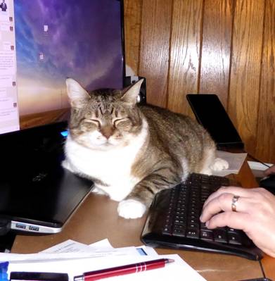 Daisy on Poppas Desk