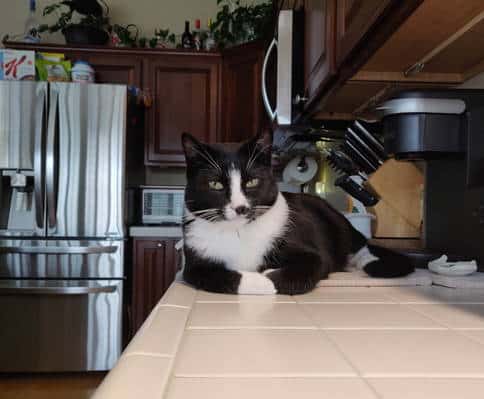 Munchie Posing On Counter