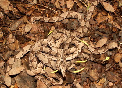 Copperhead litter