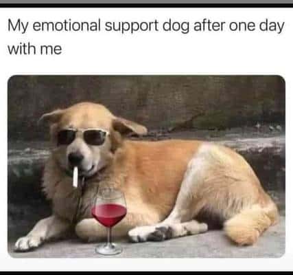 support dog