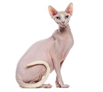 Sphinx Cat