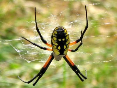 black and yellow garden spider