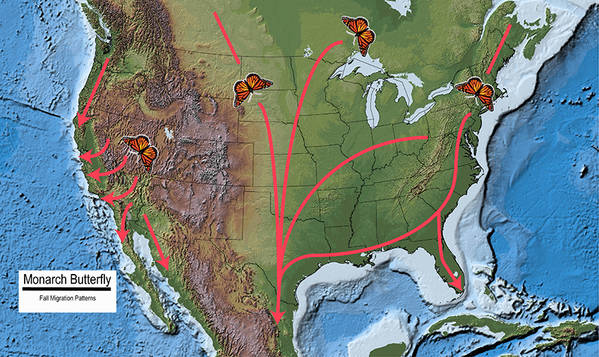 fallmigrationmap