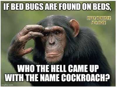 bedbugs