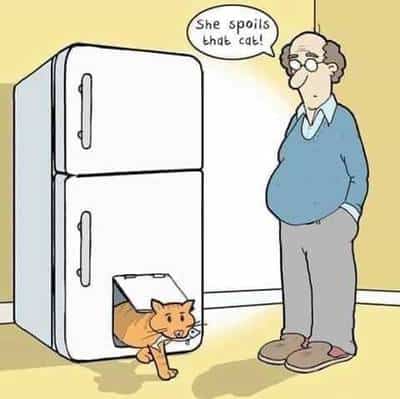 CatFridgeDoor