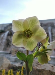 Yellow FLower At Casino