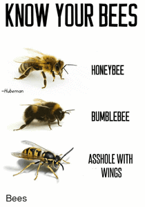 Bees