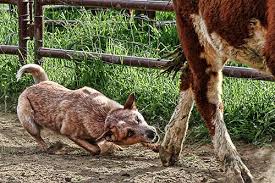 red heeler at work