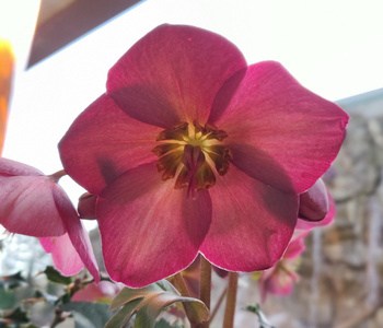 Pinkish FLower at Casino