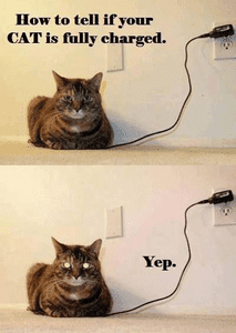 Cat Charge