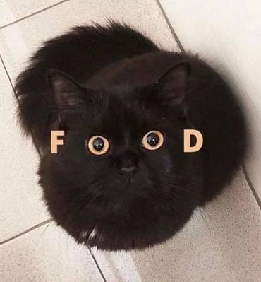 FoodCat