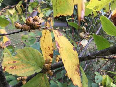 witch hazel turning yellow