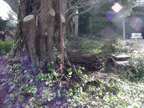 Large tree with roots and surrounding greenery in a yard.