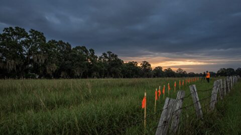 Land survey markers and fence line at sunset in Louisiana.