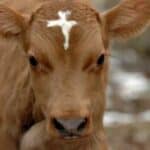 Profile photo of holy-cow