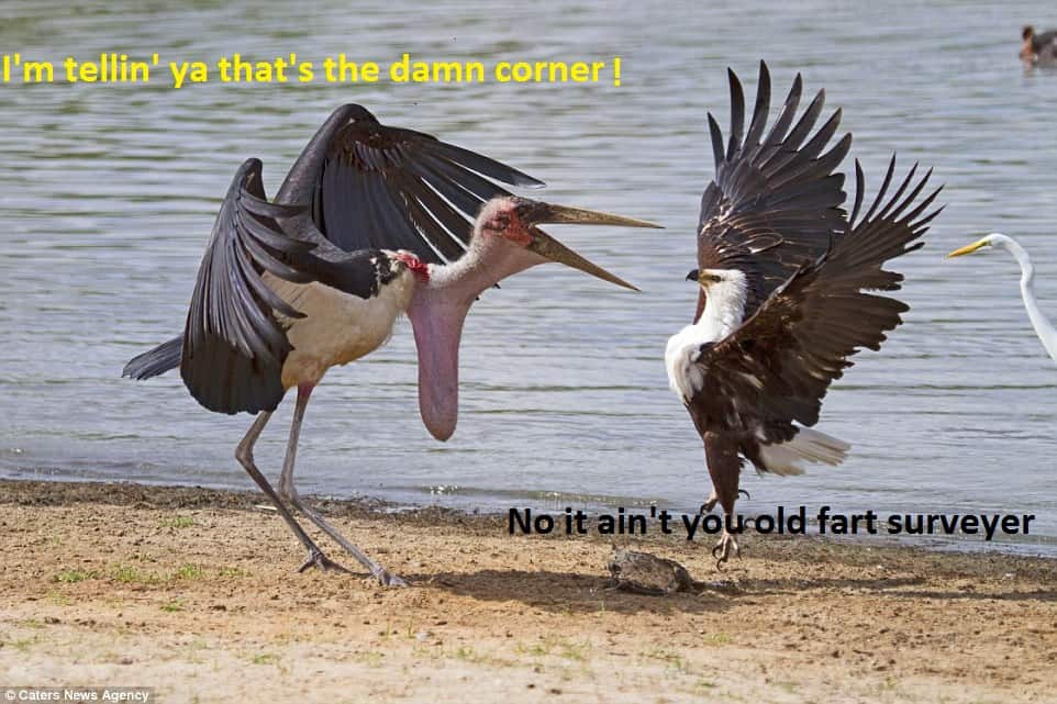 stork.jpg