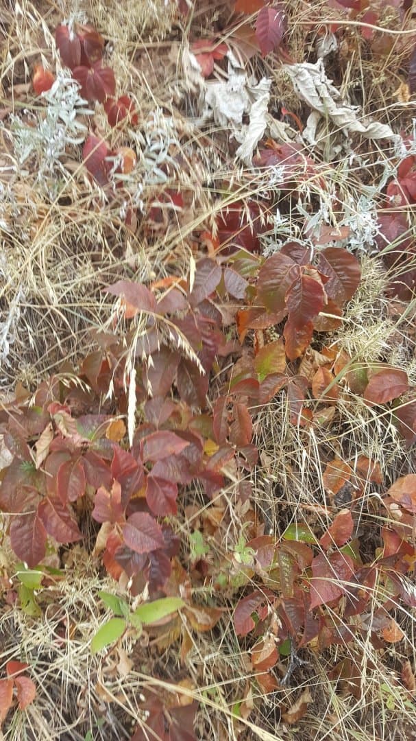 ivy.jpg