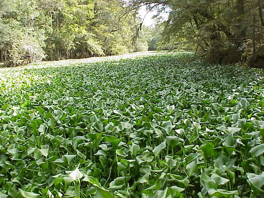 hinklehyacinth1.jpg
