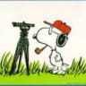 field-dog